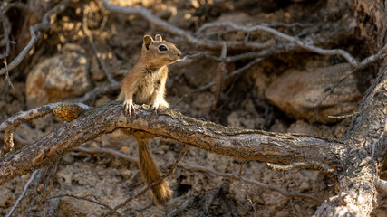 A curious squirrel pauses on the forest floor of Boulder County, Colorado.