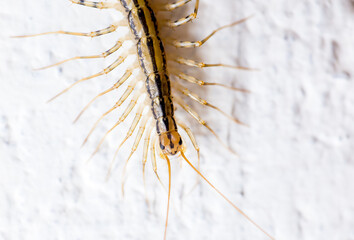 Close up of a House Centipede crawling on a white wall