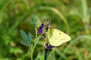 Butterfly Clouded Yellow (Colias crocea), family Pieridae on flower flowers of Alfalfa, Lucerne (Medicago sativa). Summer, July, Netherlands
