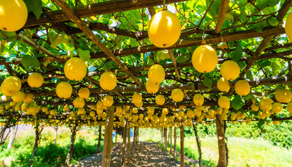 Lush passion fruit orchard with ripe yellow fruits hanging from overhead vines