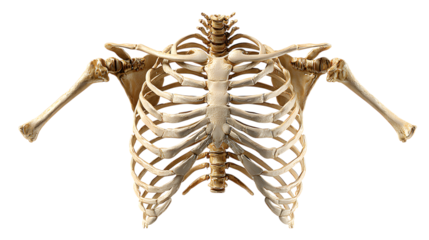 Human Rib Cage and Shoulder Bones isolated on a transparent background.