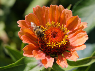 bee on flower