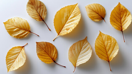 Obraz premium Flat lay of golden autumn leaves scattered on clean white background
