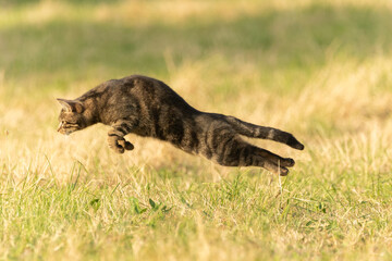 Katze im Mäusesprung