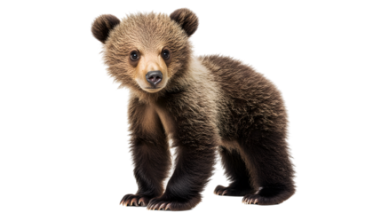 Brown Bear Cub Standing isolated on a transparent background