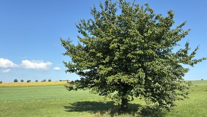 Idyll im Frühlin - Sommer auf dem Land