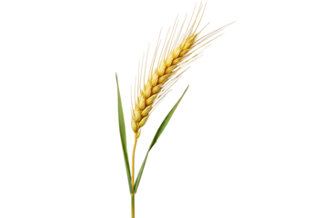A single wheat ear, golden-yellow with vibrant green leaves, is highlighted against a pure black background.