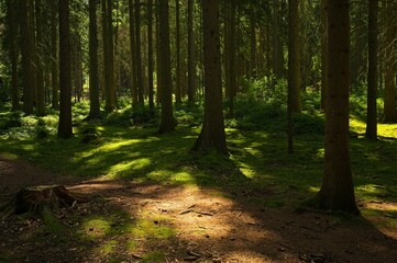 woodland with light and shadows in the thuringian forest