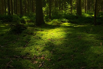 woodland with light and shadows in the thuringian forest