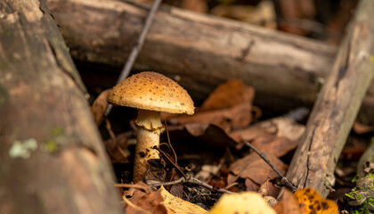 Fototapeta premium Mushroom amidst forest debris woodland autumn environment close up