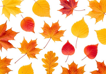 Vibrant autumn leaves of various shades of red and yellow, displayed against a striking black backdrop, creating a captivating autumnal design.