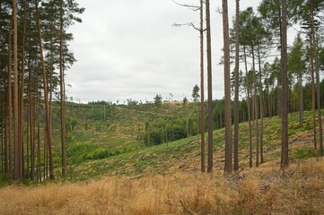 Obraz premium landscape in the thuringian forest near Ohrdruf