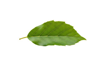 Fototapeta premium Vivid, detailed close-up of a single, vibrant green leaf set against a pure black background.