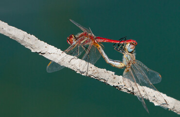 Red and grey dragonflies mating on a branch