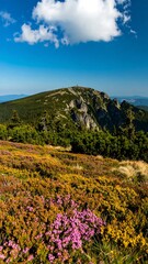 Obraz premium Mountaintop wildflowers