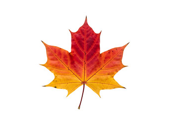 Obraz premium Vibrant autumnal maple leaf, displaying a gradient of fiery red and sunny yellow hues, against a stark black backdrop, showcasing the beauty of fall foliage.