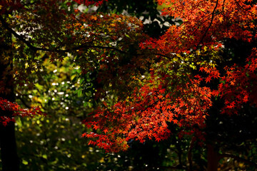 Background material photo of Japanese maple with autumn leaves
