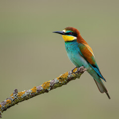 Obraz premium Colorful european bee-eater bird perched on a mossy branch in natural light
