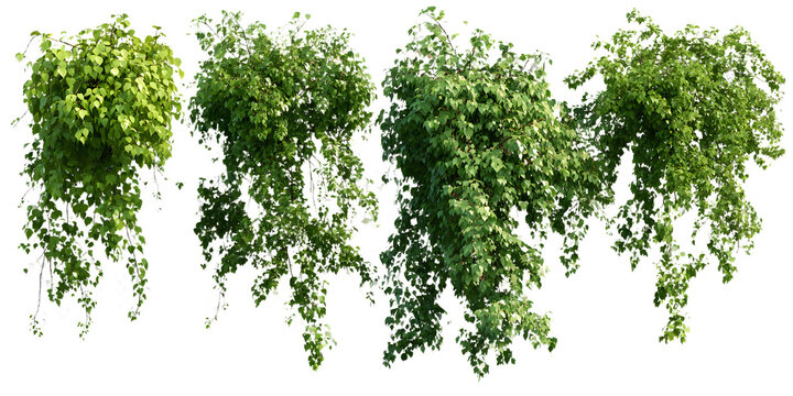 Set of river wattle plants, ivy, and vines for decortive use, isolated on a trnsparent background. The lsh green foliage is ideal or adding a natural and virant touch to any space.