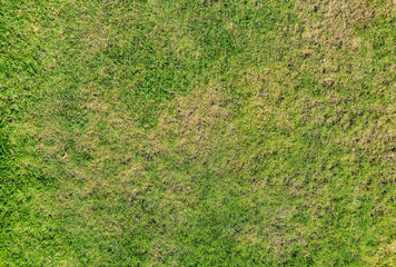 Green grass texture, showcasing various shades of green and brown patches, perfect for backgrounds or agricultural themes. Ideal for landscaping and nature projects.