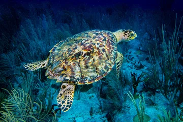 Rolgordijnen Schildpad Hawksbill sea turtle  © Walt