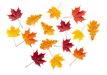 Vibrant autumn leaves in various shades of red, orange, and yellow, displayed against a black backdrop, creating a beautiful autumnal scene.