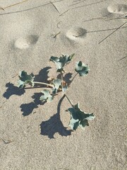 Title: Succulent Plant on the Beach