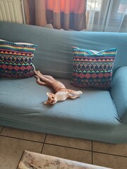 Charming Orange Kitten Relaxing in Mycenae, Greece