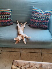 Playful Orange Kitten on a Couch in Mycenae