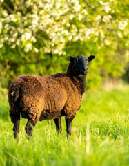 Black sheep in a meadow