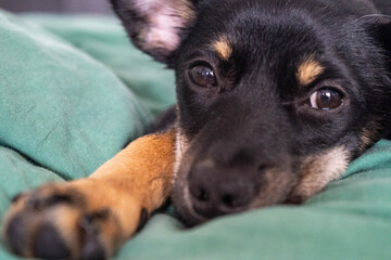 Small black mixed-breed dog lying comfortably on a bed with soft bedding. Relaxed and peaceful pet showing calm and contented expression indoors.