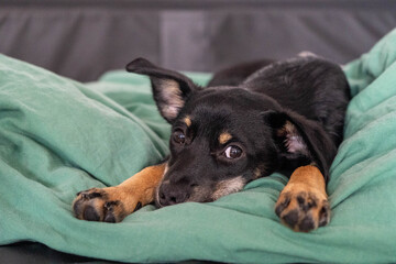 Small black mixed-breed dog lying comfortably on a bed with soft bedding. Relaxed and peaceful pet showing calm and contented expression indoors.