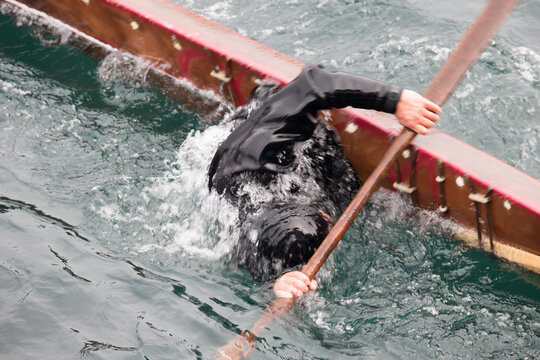 Greenlandic kayaker demonstrating roll