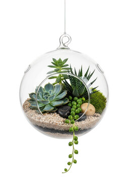 Hanging Succulent Terrarium: 3D Render, Transparent Background, PNG