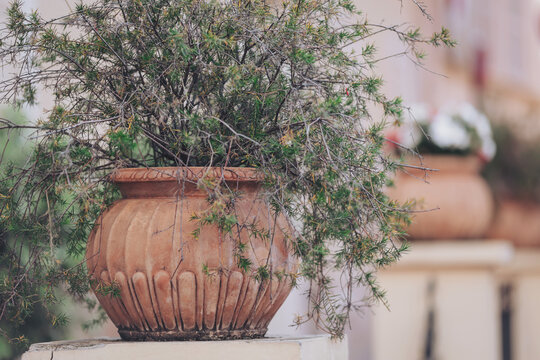 Lush greenery spilling over terracotta pots in a tranquil courtyard during a warm afternoon