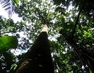 Fototapeta premium Lush rainforest canopy (1)