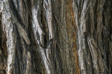 Tree Bark Texture, Rough Wood Surface, Natural Bark Pattern, Rustic Tree Bark Background