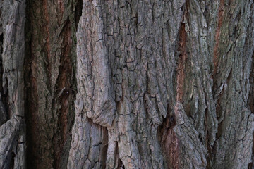 Tree Bark Texture, Rough Wood Surface, Natural Bark Pattern, Rustic Tree Bark Background
