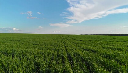 Obraz premium Lush green field under a partly cloudy sky