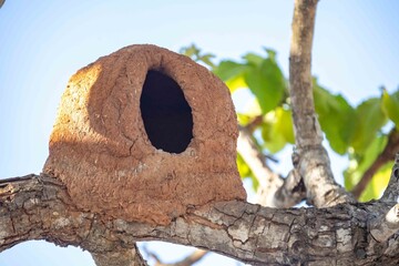 João de Barro Bird, Furnarius rufus, which makes its nest of clay. Iconic South American bird