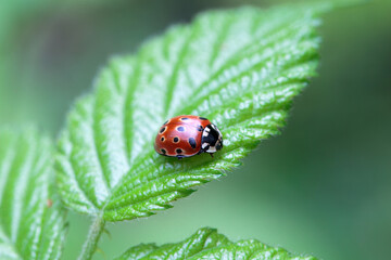 Fototapeta premium Eyed ladybug, Anatis ocellata, on a leaf