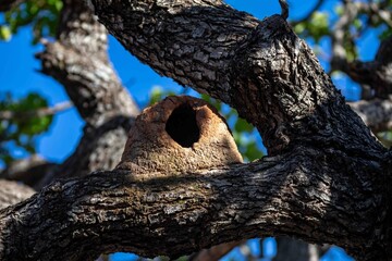 João de Barro Bird, Furnarius rufus, which makes its nest of clay. Iconic South American bird