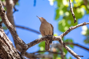 João de Barro Bird, Furnarius rufus, which makes its nest of clay. Iconic South American bird