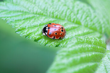 Fototapeta premium Eyed ladybug, Anatis ocellata, on a leaf