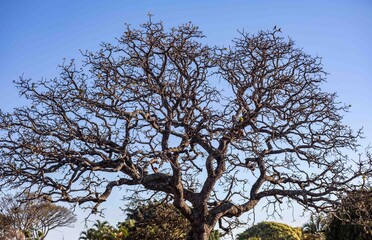 Background with dry tree texture with silhouette of twisted branches.