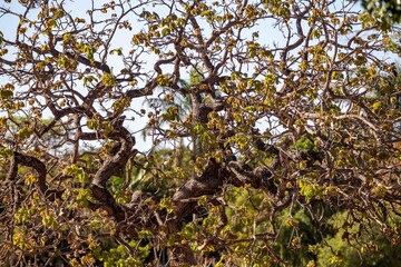 Background with dry tree texture with silhouette of twisted branches.