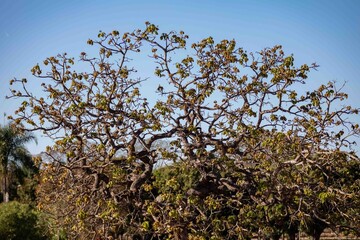 Background with dry tree texture with silhouette of twisted branches.
