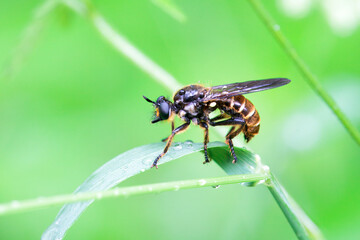 Fly of the species Choerades fimbriata