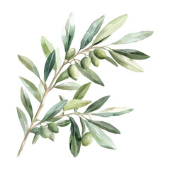 Watercolor olive branch with green leaves and fruit