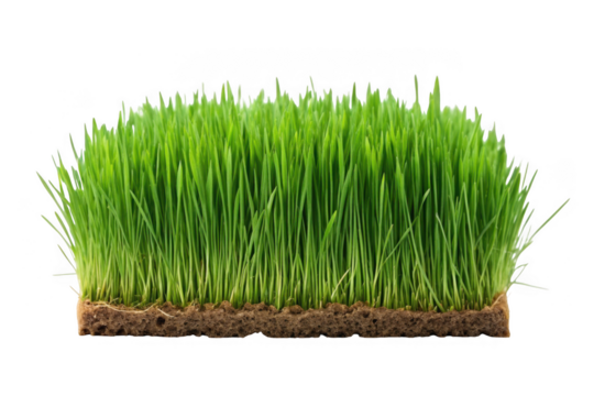 Fresh green wheatgrass growing in soil isolated on transparent background - Powered by Adobe